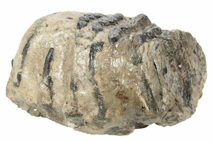 Partial Southern Mammoth Molar - Hungary #235255